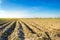 Rows of young potatoes grow in the field. Drip irrigation. Agriculture landscape. Rural plantations. Farm Farmland Farming.