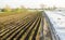 Rows of young potatoes grow in the field. Drip irrigation. Farmland, agriculture landscape. Rural plantations. Farm Farmland