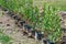 Rows of young seedlings of evergreen shrubs in pots ready to be planted in an alley