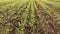 Rows of young shoots of spring wheat in a field. UK