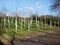 Rows of young silver birch trees