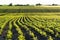 Rows of young soy plants on a fertile field with dark soil. Rows of sunlit young soya plants. Beautiful growing plant soy