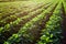 Rows of young soybean plants