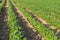 Rows of young soybean plants in a field Soybean Field Rows in summer