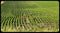Rows of young soybeans plants on a farm in Gretna Nebraska