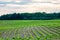 Rows of young soybeans in a Wisconsin farmfield