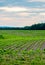 Rows of young soybeans in a Wisconsin farmfield