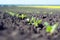 Rows of young sprouts of sugar beet in the phase of four leaves against the background of the field