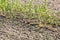 Rows of young sprouts of vegetables in dry field, springtime