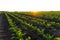 Rows of young sugar beet plants on a fertile field with dark soil. Rows of sunlit young beet plants. Beautiful growing plant sugar