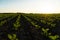 Rows of young sugar beet shoots on a sugar beet field. Young green sugar beet grows on a field in black soil. Sugar beet field in