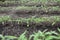 Rows young tomato organic seedlings growing in garden, greenhous, glasshouse in spring. Concept of ecology, cultivation,