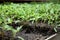 Rows young tomato organic seedlings growing in garden, greenhous, glasshouse in spring. Concept of ecology, cultivation,