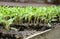 Rows young tomato organic seedlings growing in garden, greenhous, glasshouse in spring. Concept of ecology, cultivation,