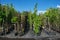 Rows of young trees in pots. Rows of potted seedling of trees at plant nursery
