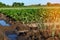 Rows of young vegetable seedlings. field with seedlings. leek, z