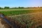 Rows of young vegetable seedlings. field with seedlings. leek, zucchini, and pepper. natural watering. countryside. irrigation