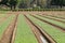 Rows of young vegetables at a market garden