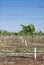 Rows of Young Vine in Grow Tubes.