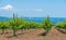 Rows of Young vineyard on a sunny spring day. Young plantation of a well-groomed vineyard at the beginning of flowering