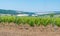 Rows of Young vineyard on a sunny spring day. Young plantation of a well-groomed vineyard at the beginning of flowering