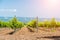 Rows of Young vineyard on a sunny spring day. Young plantation of a well-groomed vineyard at the beginning of flowering