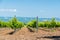 Rows of Young vineyard on a sunny spring day. Young plantation of a well-groomed vineyard at the beginning of flowering