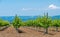 Rows of Young vineyard on a sunny spring day. Young plantation of a well-groomed vineyard at the beginning of flowering Copy space