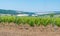 Rows of Young vineyard on a sunny spring day. Young plantation of a well-groomed vineyard at the beginning of flowering Copy space