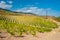 Rows of young vineyards in Crimean mountains