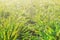 Rows of young wheat plants on a moist field in a sunny morning. Close-up foto