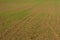 Rows of young winter grain on field.