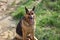 `Roxanne` pure bred female german shepherd dog