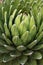 Royal agave plant macro photography in a botanical garden.