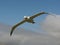 Royal Albatross with blue sky