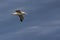 Royal Albatross in Flight