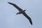 Royal Albatross flying around at dunedin coast