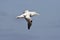 Royal albatross flying over the Atlantic Ocean