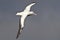 Royal albatross hovering over the waters of the Atlantic Ocean o