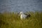 Royal Albatross on its nest in New Zealand