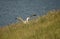Royal Albatross on its nest in New Zealand