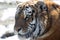 Royal Amur Tiger