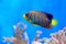 Royal angelfish