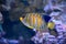 Royal angelfish Pygoplites diacanthus