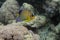 Royal angelfish Pygoplites diacanthus in Red Sea