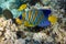 Royal Angelfish Regal Angel Fish in a coral reef, Red Sea, Egypt. Tropical colorful fish with yellow fins