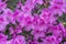 Royal azalea blossom, violet, radiant color. Flowering purple azaleas in the winter garden. Horizontal closeup image of