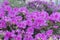 Royal azalea blossom, violet, radiant color. Flowering purple azaleas in the winter garden. Horizontal closeup image of