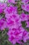 Royal azalea blossom, violet, radiant color. Flowering purple azaleas in the winter garden. Horizontal closeup image of