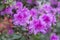 Royal azalea blossom, violet, radiant color. Flowering purple azaleas in the winter garden. Horizontal closeup image of